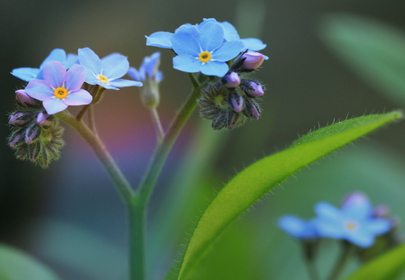Forget Me Not