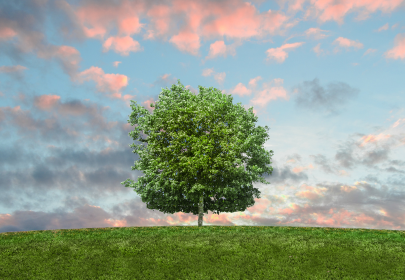 Air Pollution: The Silent Killer and The UK’s Greatest Environmental Threat